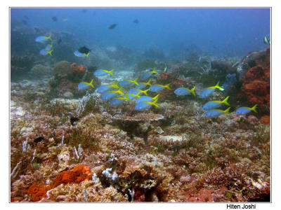g4/90/294690/3/61119689.060525derawan316encomp.jpg