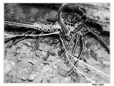 lobster