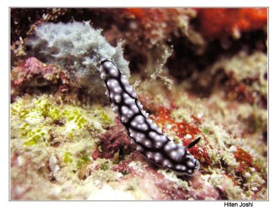 g4/90/294690/3/61119692.060525derawan350encomp.jpg