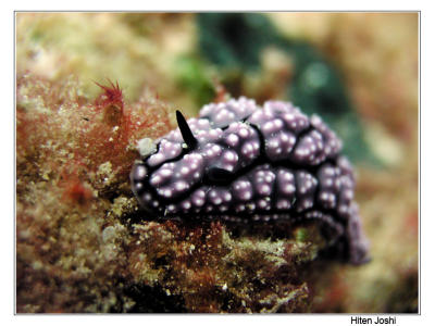 g4/90/294690/3/61119693.060525derawan357encomp.jpg