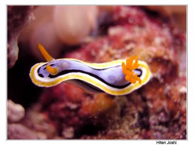 g4/90/294690/3/61119694.060525derawan371encomp.jpg