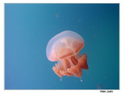 jellyfish II