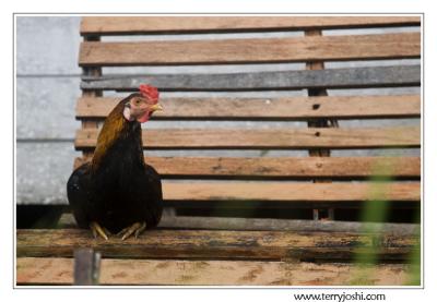 May 25 - the chicken on the bench