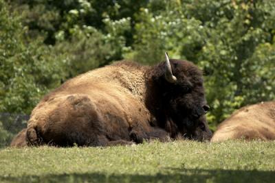 Elk and Bison