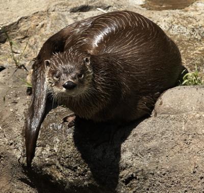 River Otters