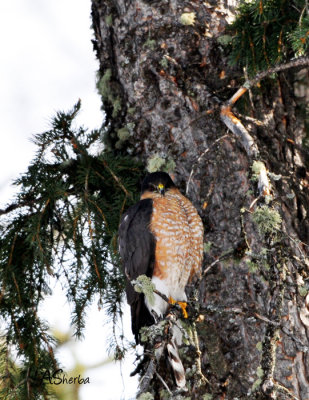 Sharp-Shinned-Haw.jpg