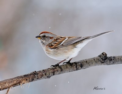 AmericanTreeSparrowApr172011.jpg