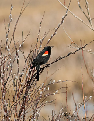 RedWingBlackbird.jpg