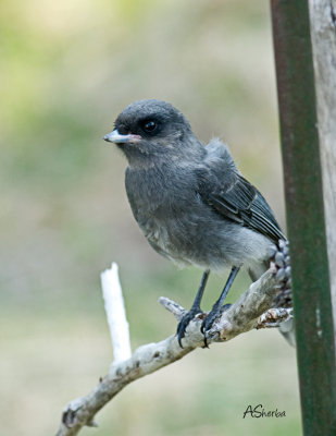 FledglingGrayJay.jpg