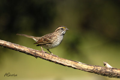 White-Throated-Sparrow.jpg