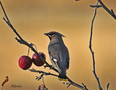 Waxwing-October302011.jpg