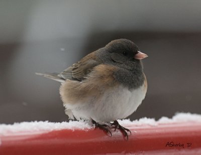 Junco-Apr15-2012.jpg