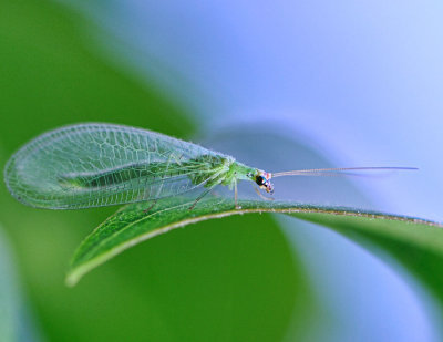 Green-Lacewing.jpg