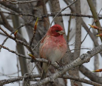 purplefinch3.jpg