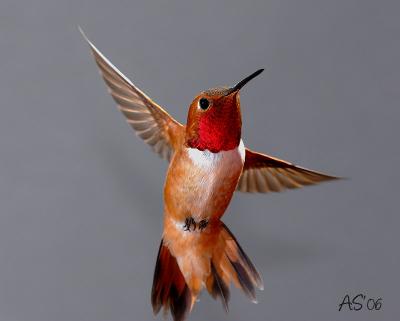 hummingbirds_2006