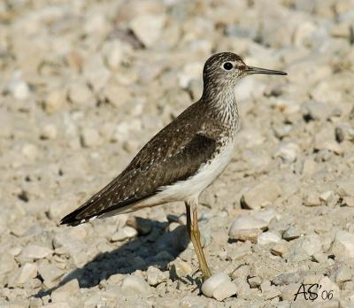 Lesser yellowlegs