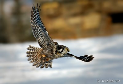 Northern Hawk Owl.jpg