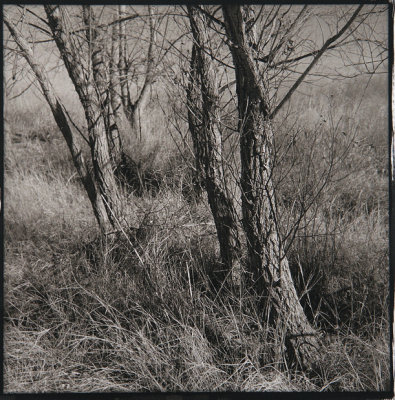 Winter Trees