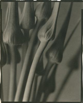 Garlic Dark #1
