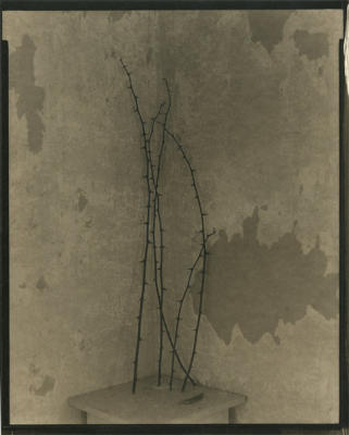 Winter Thorns