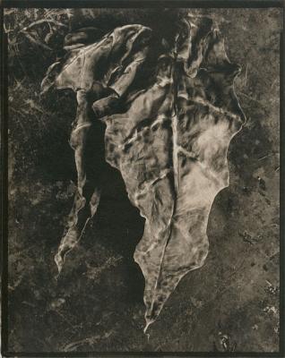 Hawaiian Leaves