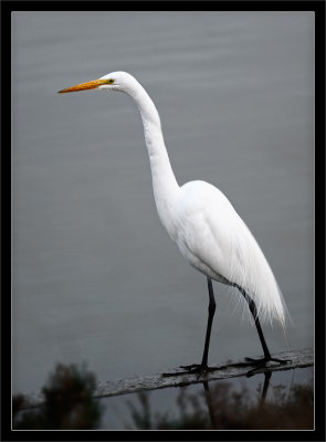 Great Egret on Plank