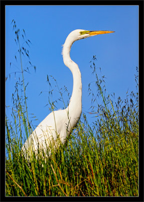 Great Egret in Tall Grasses