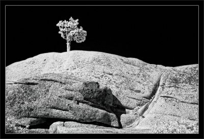 Jeffrey Pine Atop Granite