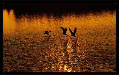 Skimmers at Sunset