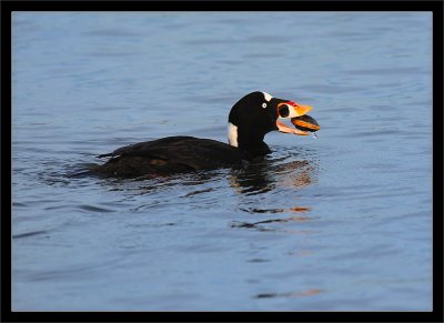 Surf Scoter with Clam