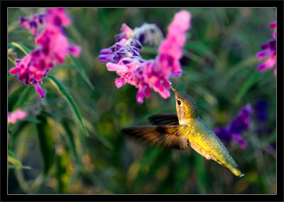 Anna's Hummingbird at Sunset