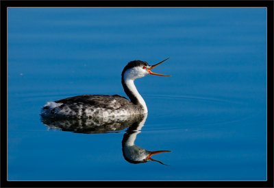 Clark's Grebe Yawn