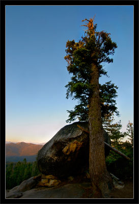 Rock and Tree at Sunset