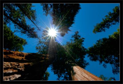 Sequoia Canopy