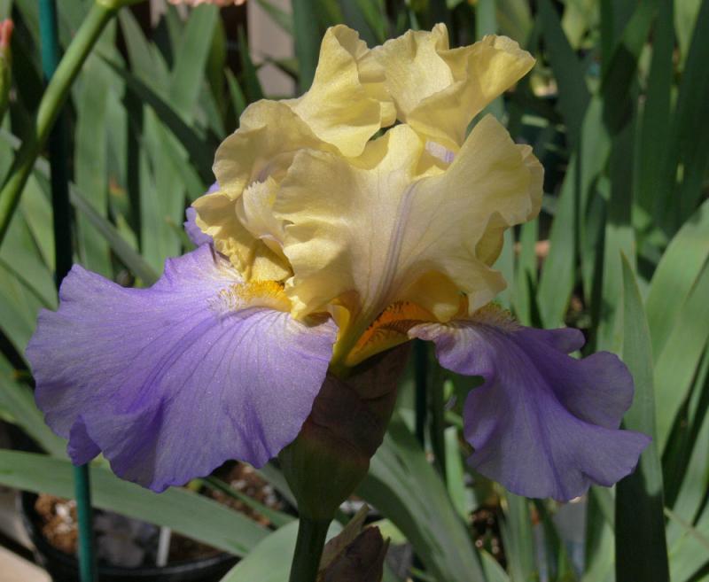 GardenCentres03.jpg