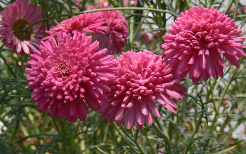 GardenCentres07.jpg