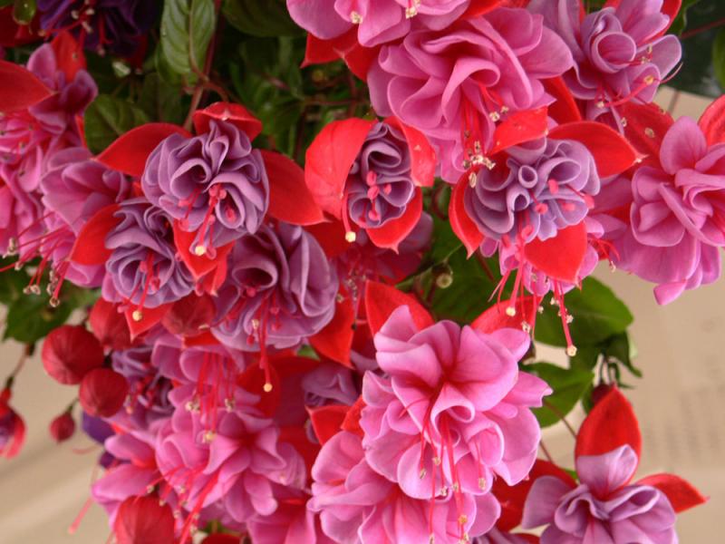 GardenCentres10.jpg