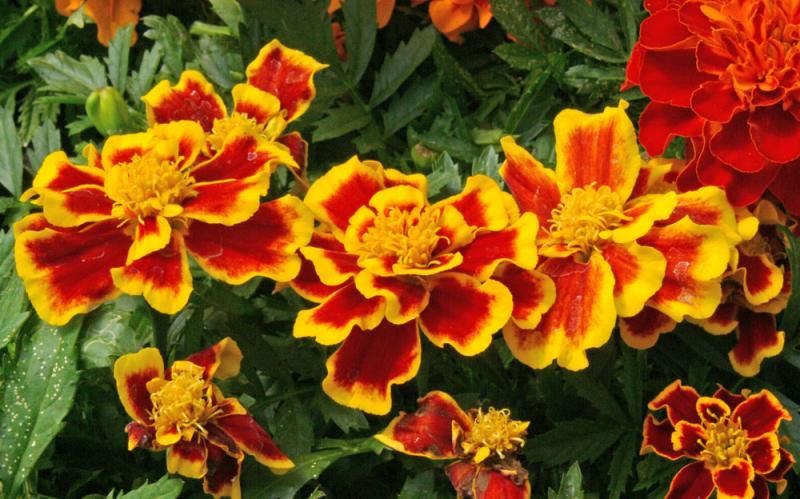 GardenCentres19.jpg