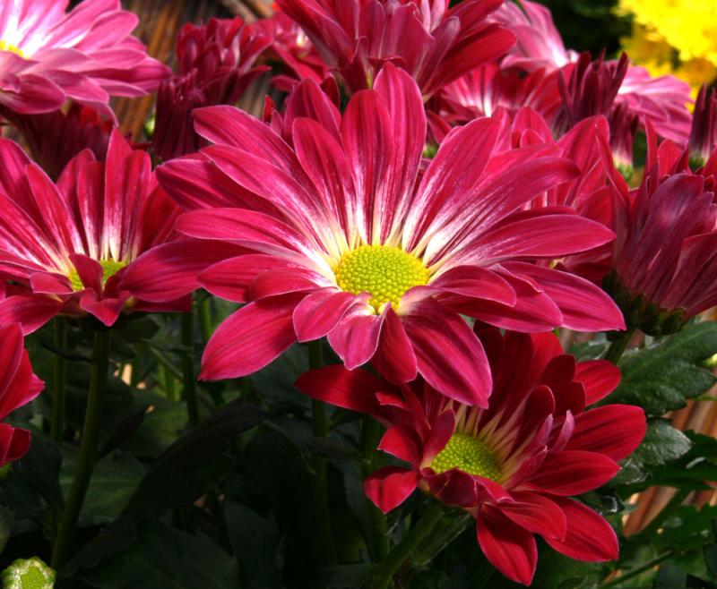 GardenCentres20.jpg