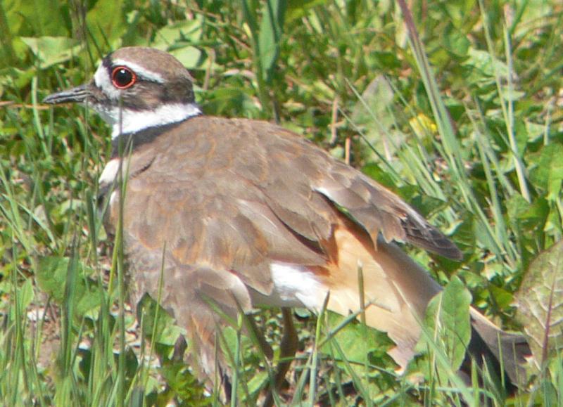 Killdeer.jpg