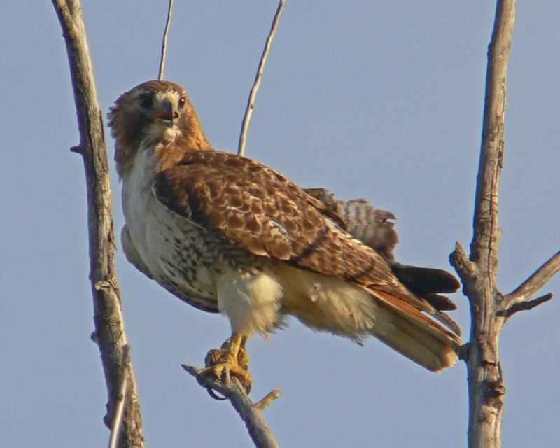 RTHawk640.jpg