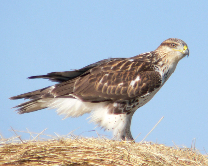 Hawk4.jpg