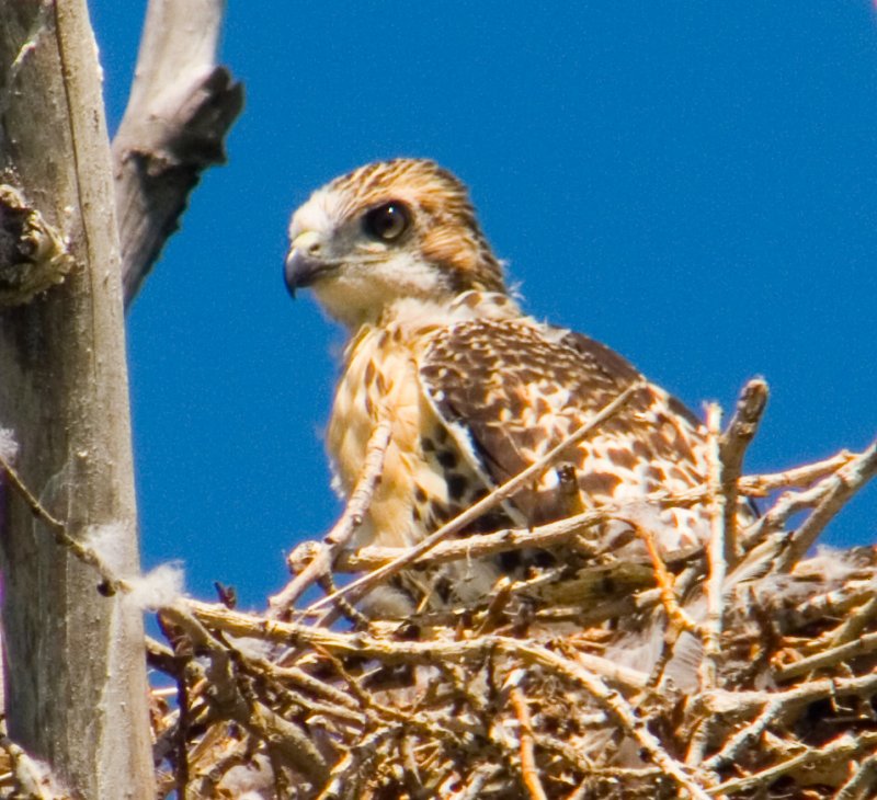 P1060531crop.jpg