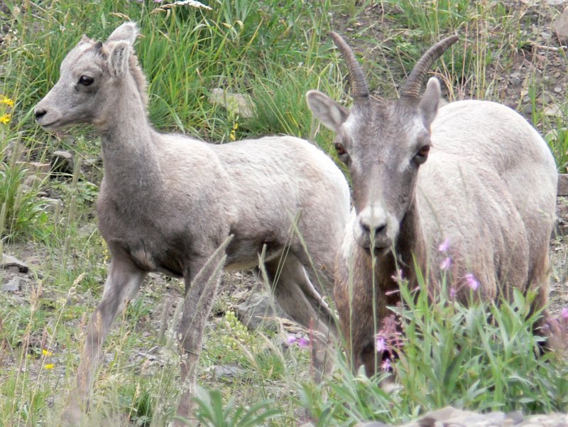 BighornSheep958.jpg
