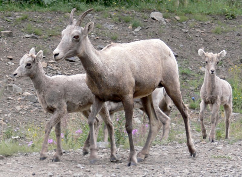 BighornSheep975.jpg