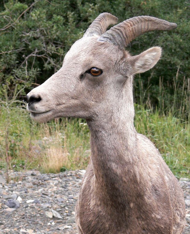 BighornSheep990.jpg