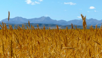 Wheat.jpg