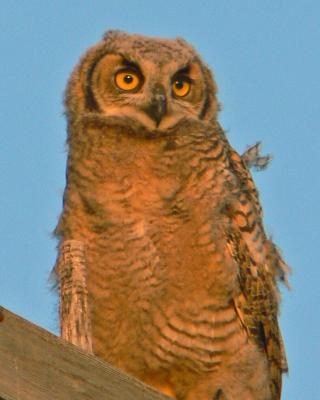 Owl547.jpg