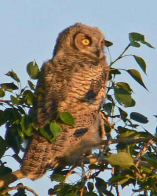 Owl471.jpg