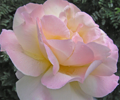 Rose849.jpg